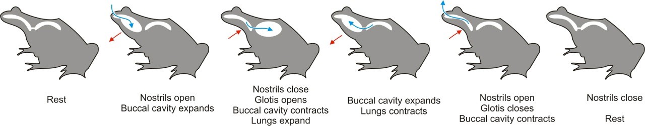 buccal cavity of a frog The buccal cavity of frog is the mouth of the frog. buccal cavity of a frog The buccal cavity of frog is the mouth of the frog.