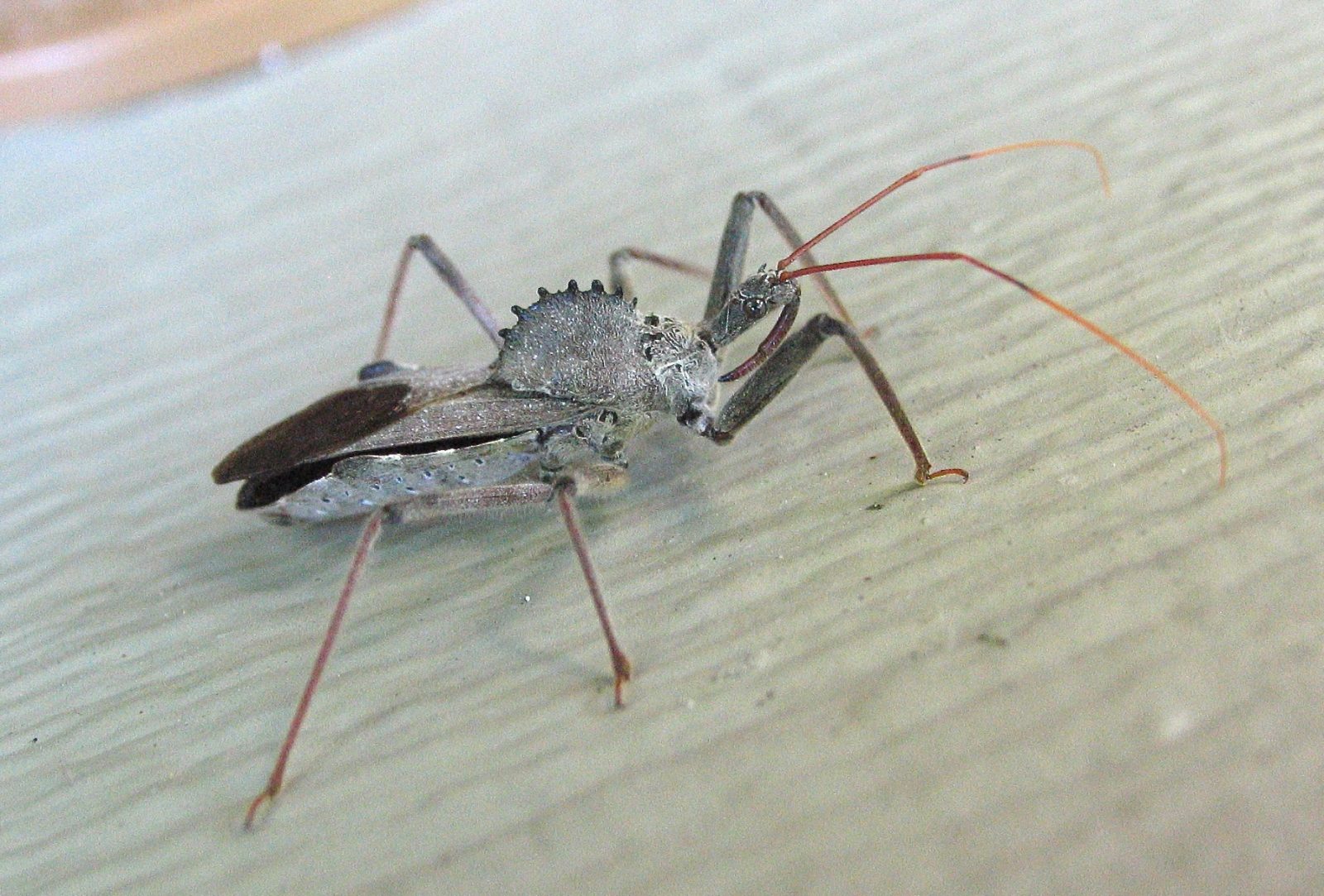 All about True Bugs Wildlife