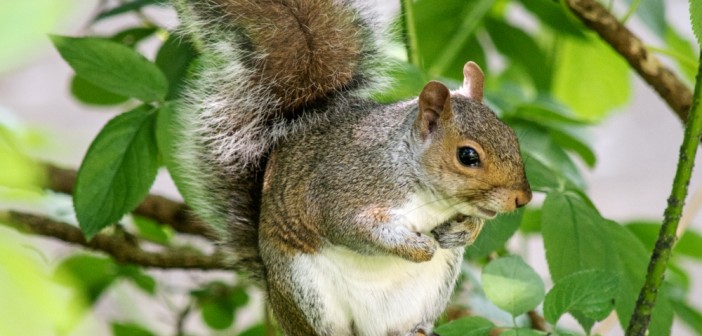 How many squirrels live in one nest?