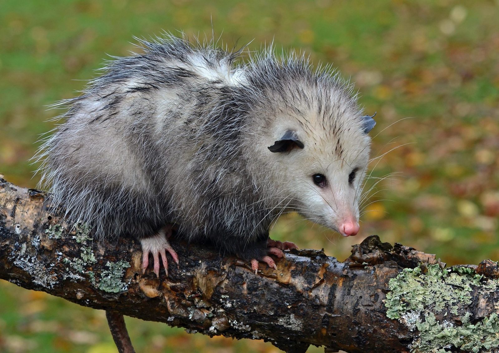 Opossums Какая Диета