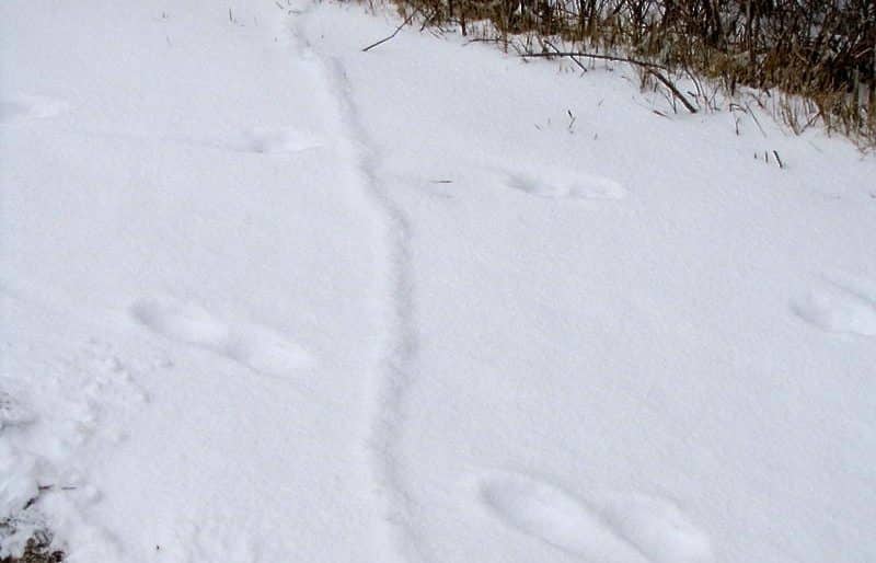 The outline of a subnivian tunnel can be seen under a layer of snow.