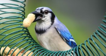 Blue Jay standing on a peanut feeder and holding peanut in its beak.