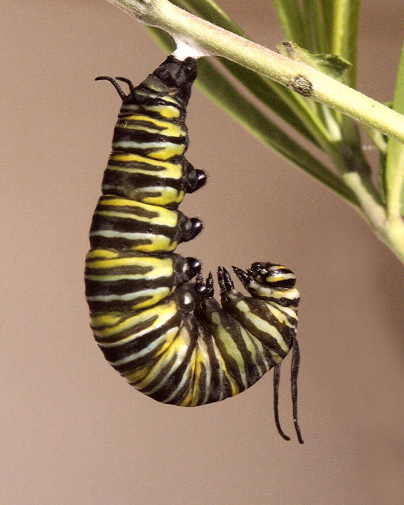 Monarch Butterfly hanging from a pad and forming a J shape with its body.