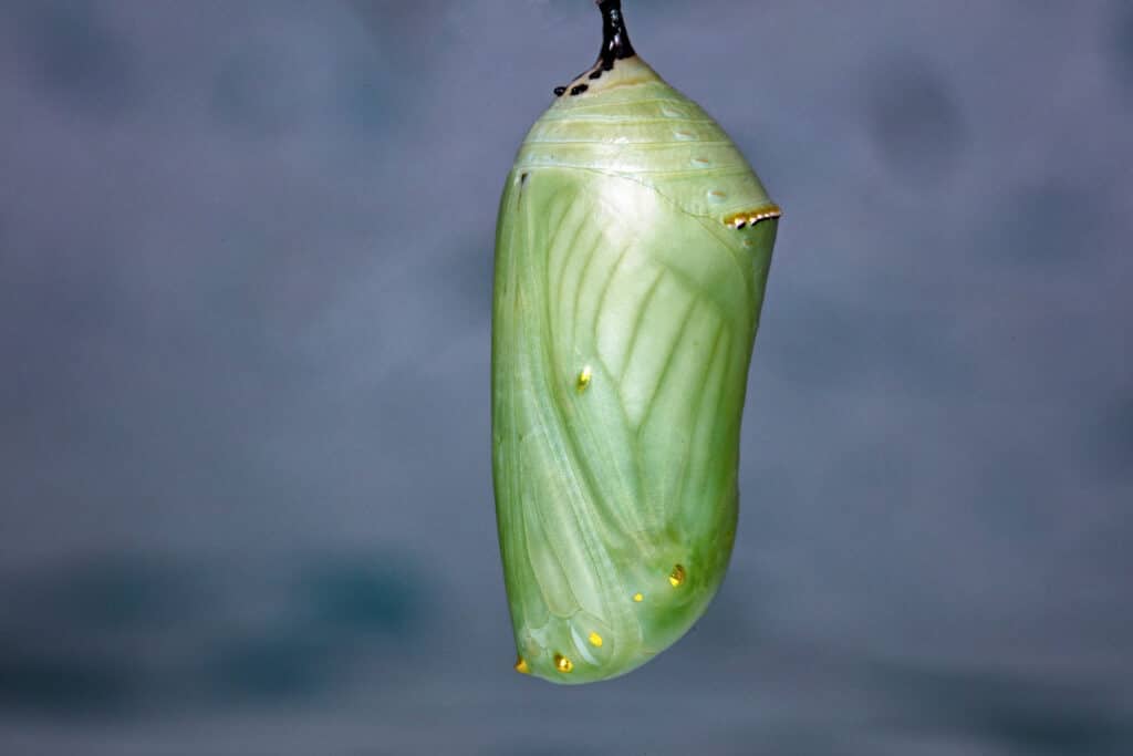 Monarch's chrysalis. The pattern on its folded wings can be seen through the transparent chrysalis.