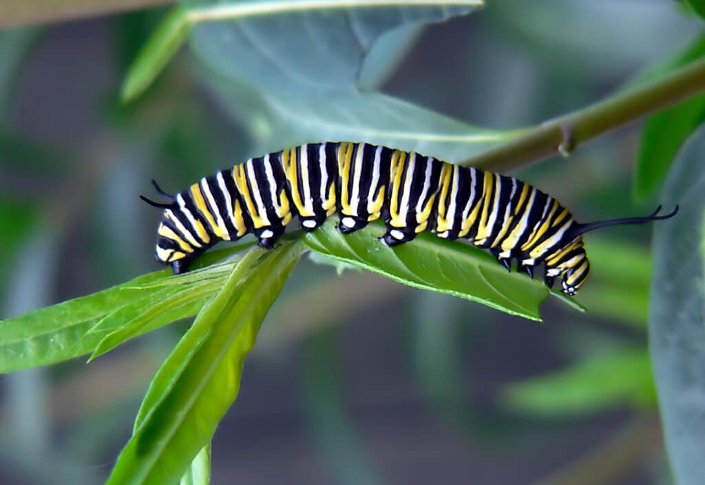 Monarch caterpillar on green leaves.