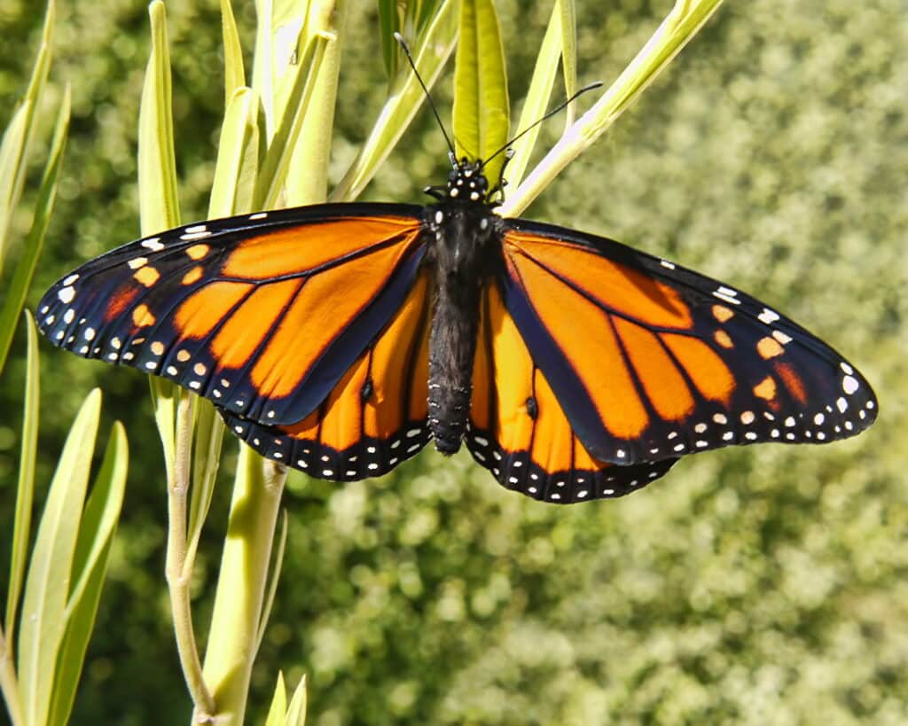 Monarch butterfly male clinging to a green plant stalk.