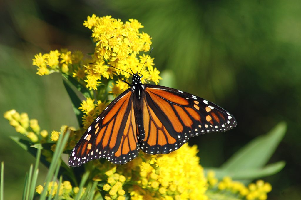 Monarch Butterfly female on yellow flowers.