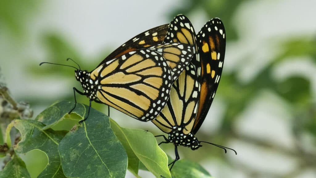 Monarchs mating while clinging to green leaves.