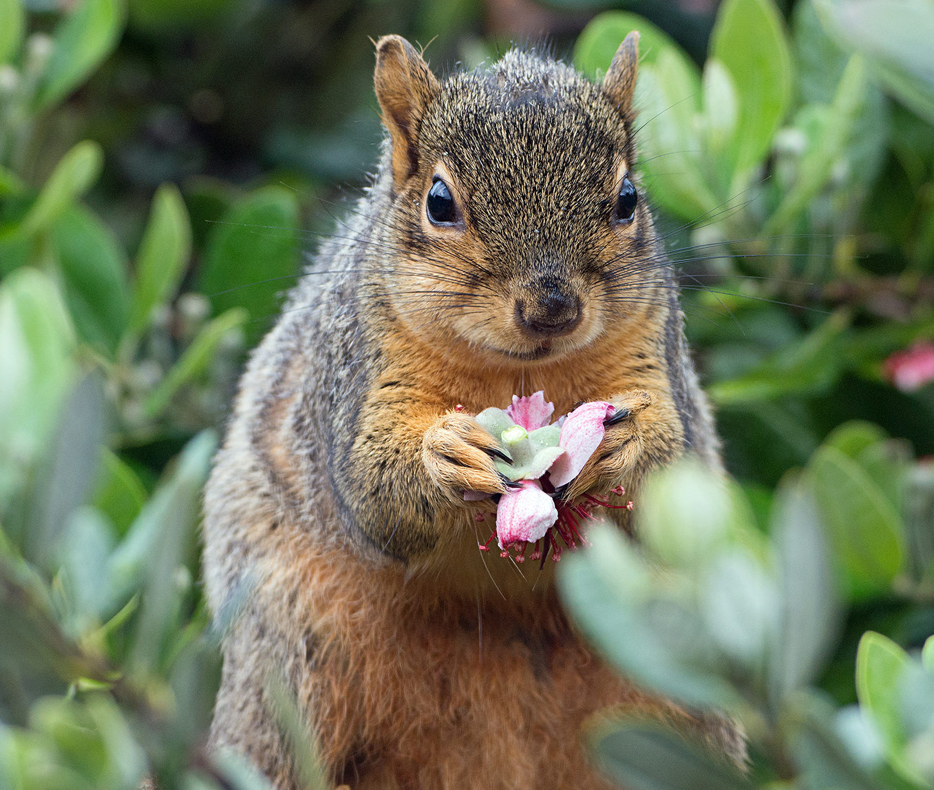 All About Fox Squirrels And Gray Squirrels Welcome Wildlife