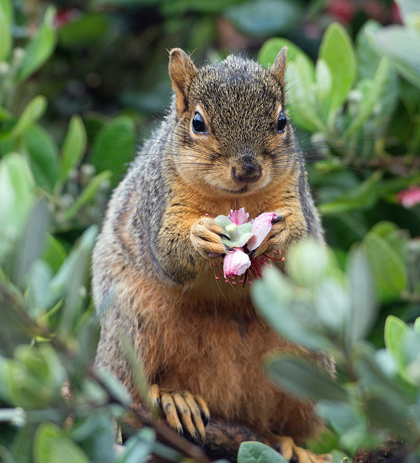 all about fox squirrels and gray squirrels welcome wildlife