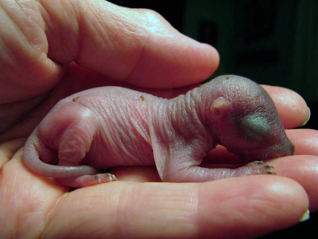 Newborn squirrel, very pink and bald with eyes closed, sleeping in a person's hand.