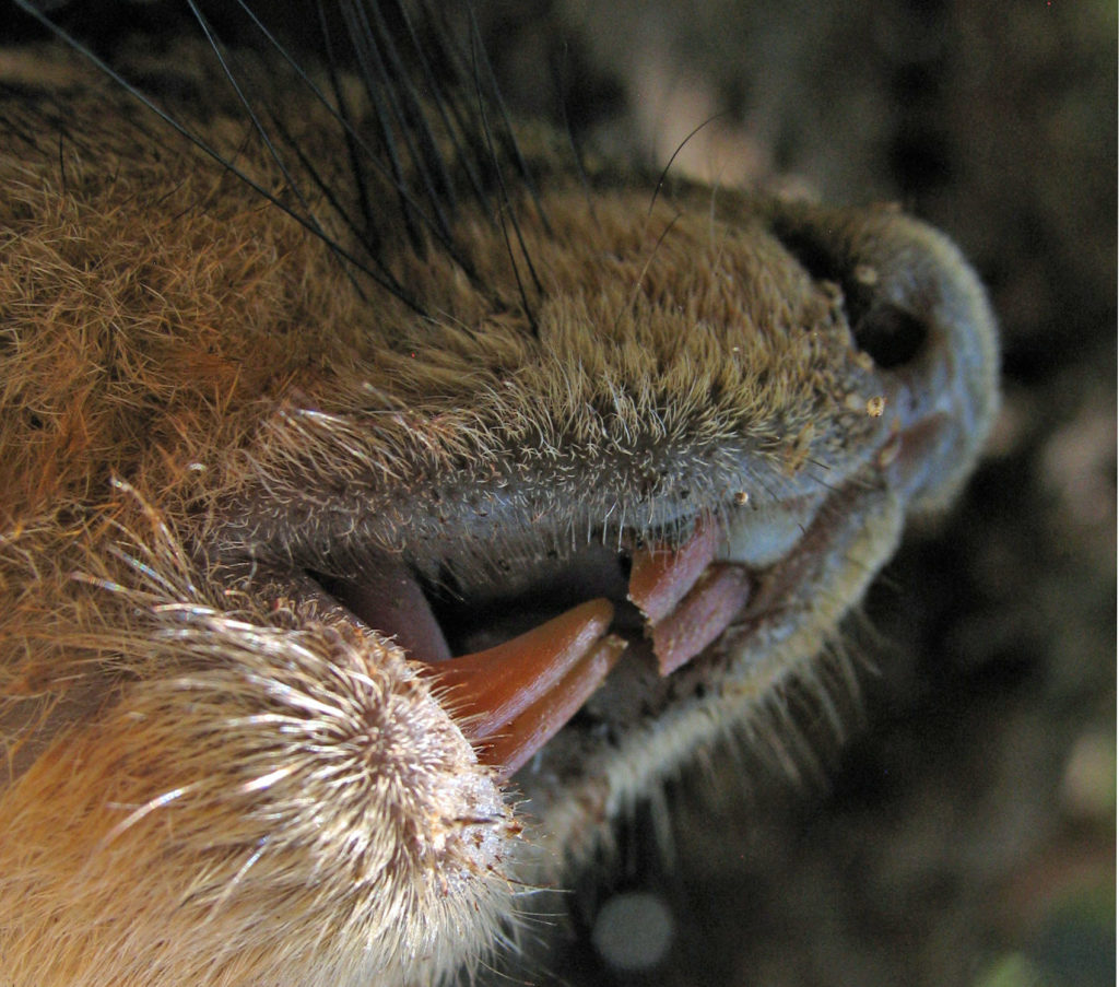 Fox Squirrel's chisel-shaped front teeth.