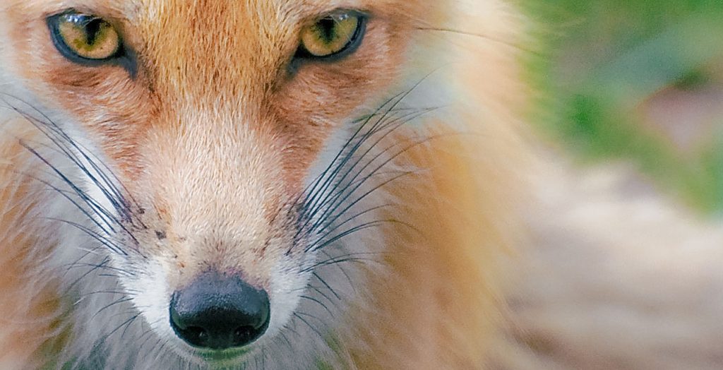 Close up of a Red Fox's face showing its vertical pupils.