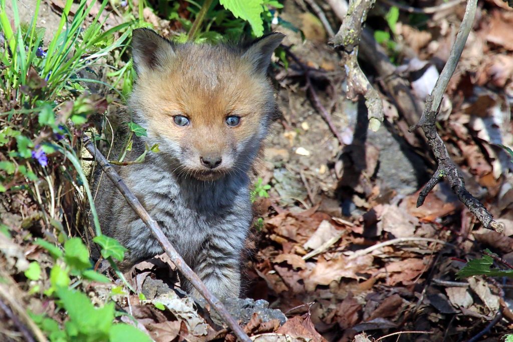 A tiny, fuzzy Red Fox kit facing the camera and standing on the ground near a leafy greenery.
