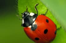 Seven-spotted-Lady Beetle, Coccinella septempunctata. is red with a black pronoun and seven spots on elytra.