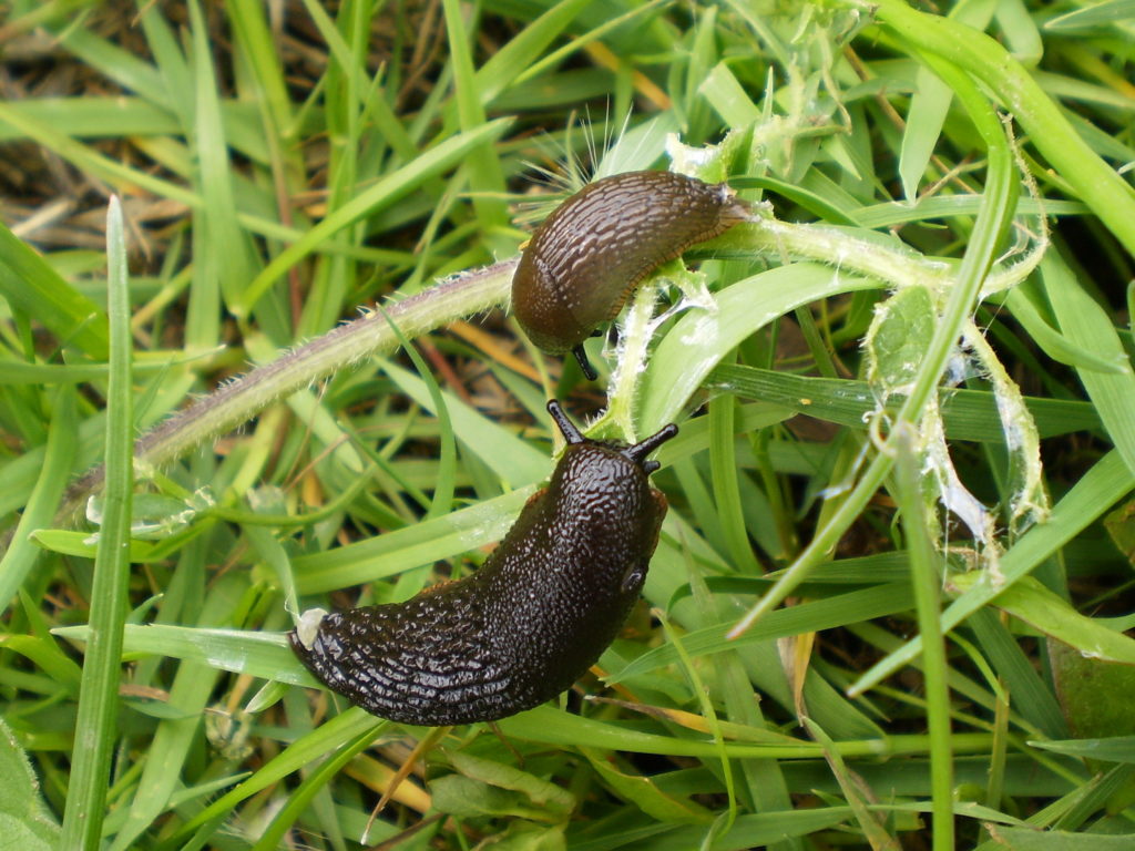 Two brown Arion vulgaris slugs, a species of The Netherlands, on leaves.