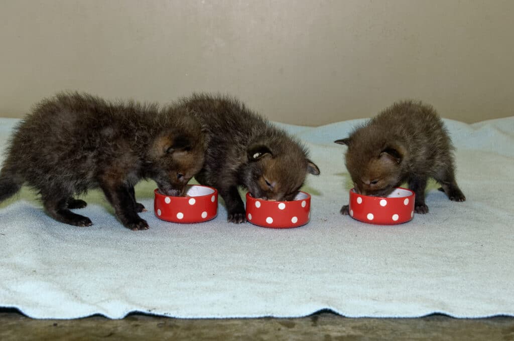 Three small, brown baby Red Foxes in a row, each eating from a little red bowl.