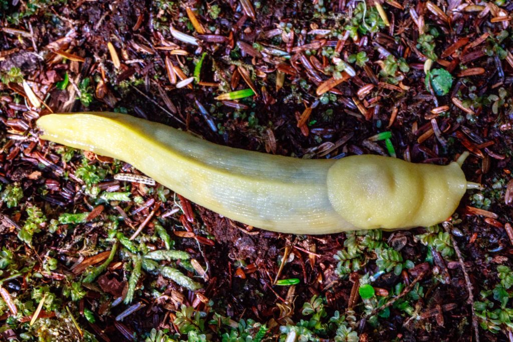 Banana Slug, Ariolimax columbianus, on the ground.