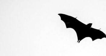 Silhouette of black bat flying against white background.