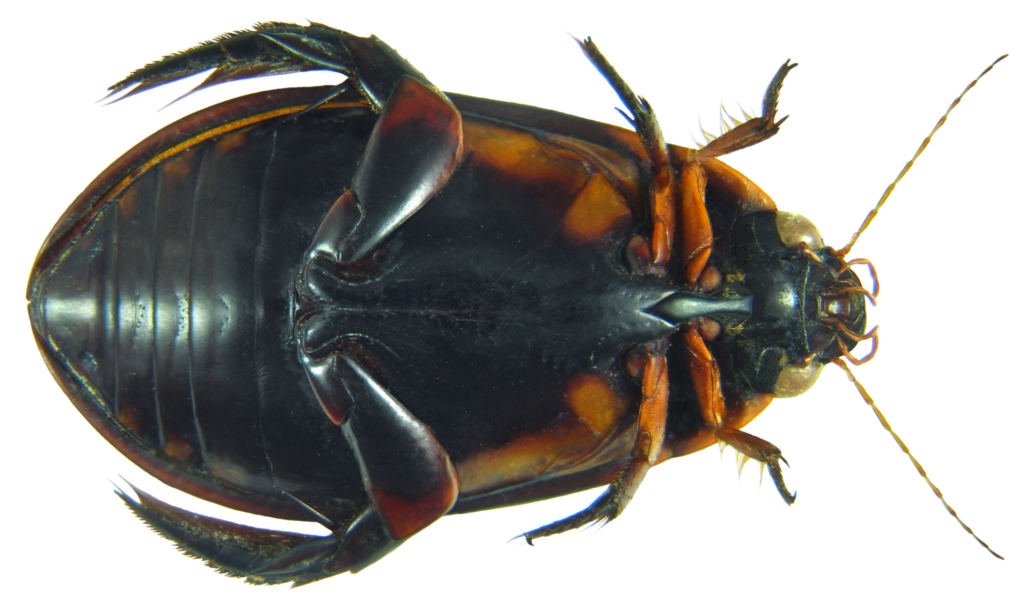 Underside of a black beetle showing attachment of legs to the thorax.