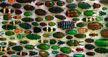 All about beetles Museum display of dozens of beetles of various shapes, sizes and colors, placed side by side on white background.
