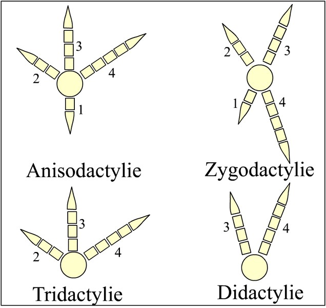 All about birds Wildlife
