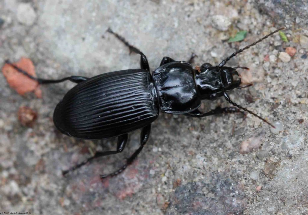 Black Ground Beetle on stony surface.
