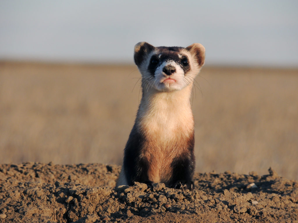 Black-footed Ferret standing at the top of a burrow.