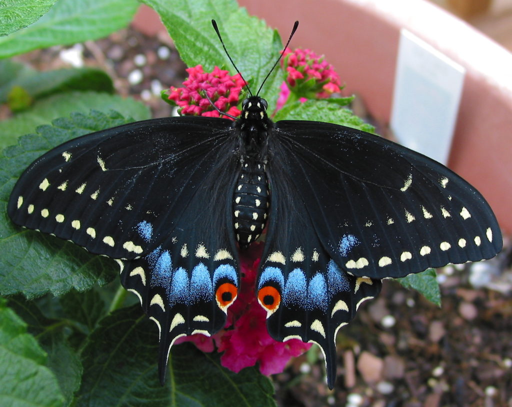 Eastern Black Swallowtail, Papilio polyxene, drying its wings in the sun.