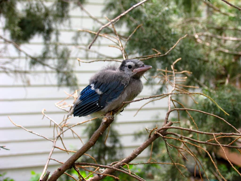 Blue Jay fledgling, still downy and lacking tail feathers perched on small tree limb and looking at the camera.