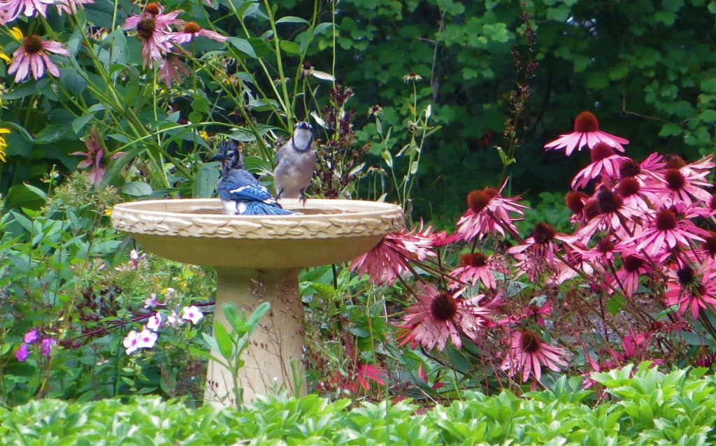 backyard wildlife habitat with two Blue Jays; one is bathing and the other is perched on the edge.