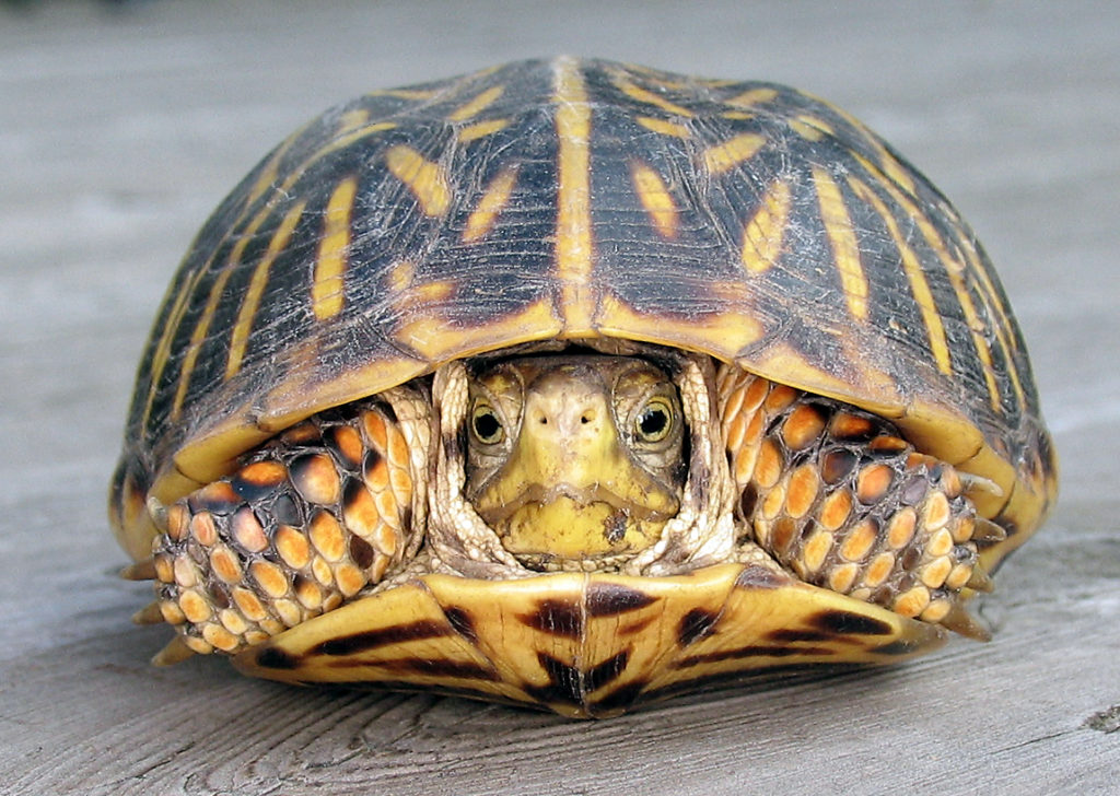 Front view of a female box turtle with her head pulled mostly inside the shell.