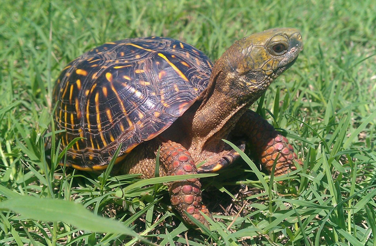 Box Turtle Size Chart