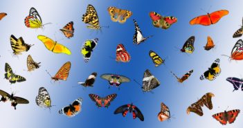 Collage of numerous colorful butterflies against a blue background.