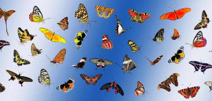 Collage of numerous colorful butterflies against a blue background.