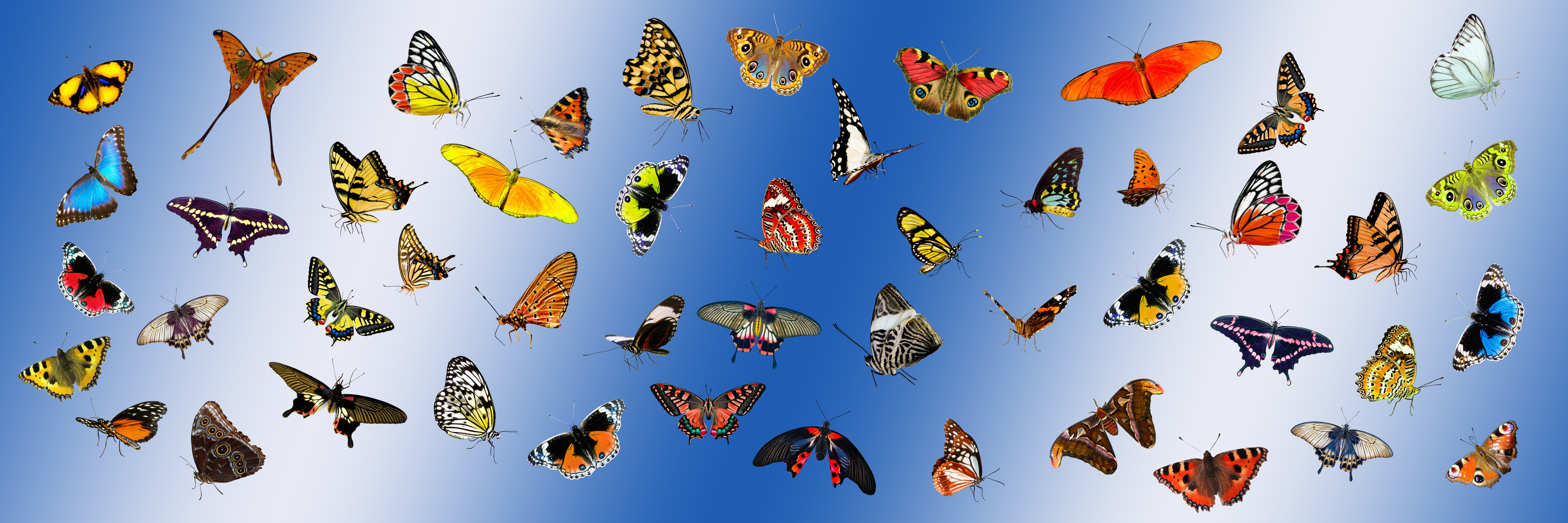 Butterflies  Causes of Color