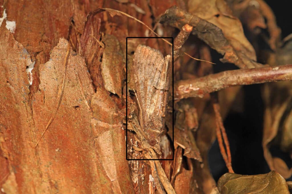 Solution for camouflaged moth, which is hanging head down in the center of the photo, clinging to tree bark.