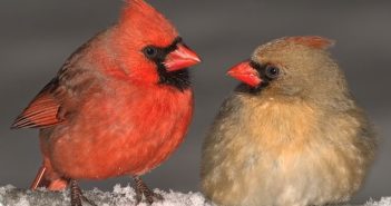 All about birds #Image of a pair of Northern Cardinals facing each other, male on the left and female on the right.