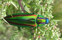 Beetle, Chrysochroa fulgidissima, which has metallic colors of red, blue, green.