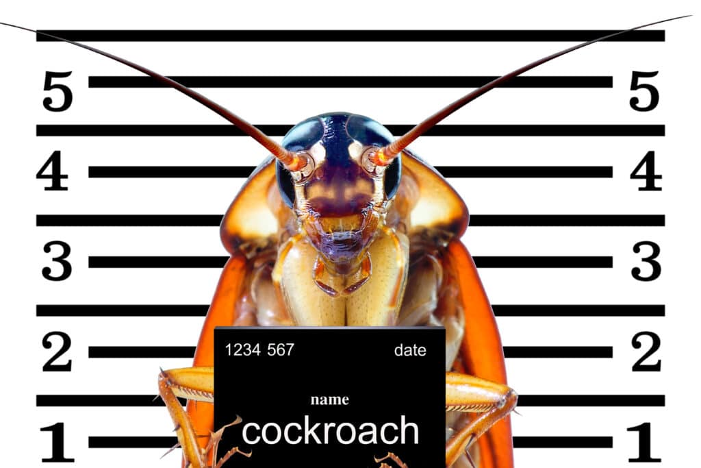 Cartoon of a cockroach mugshot.