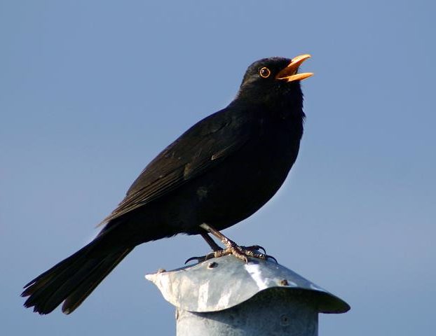 Common Blackbird, Turdus merula, one of the birds in the 12 days song.