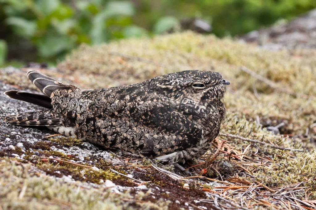 Common Poorwill, Chordeiles minor.