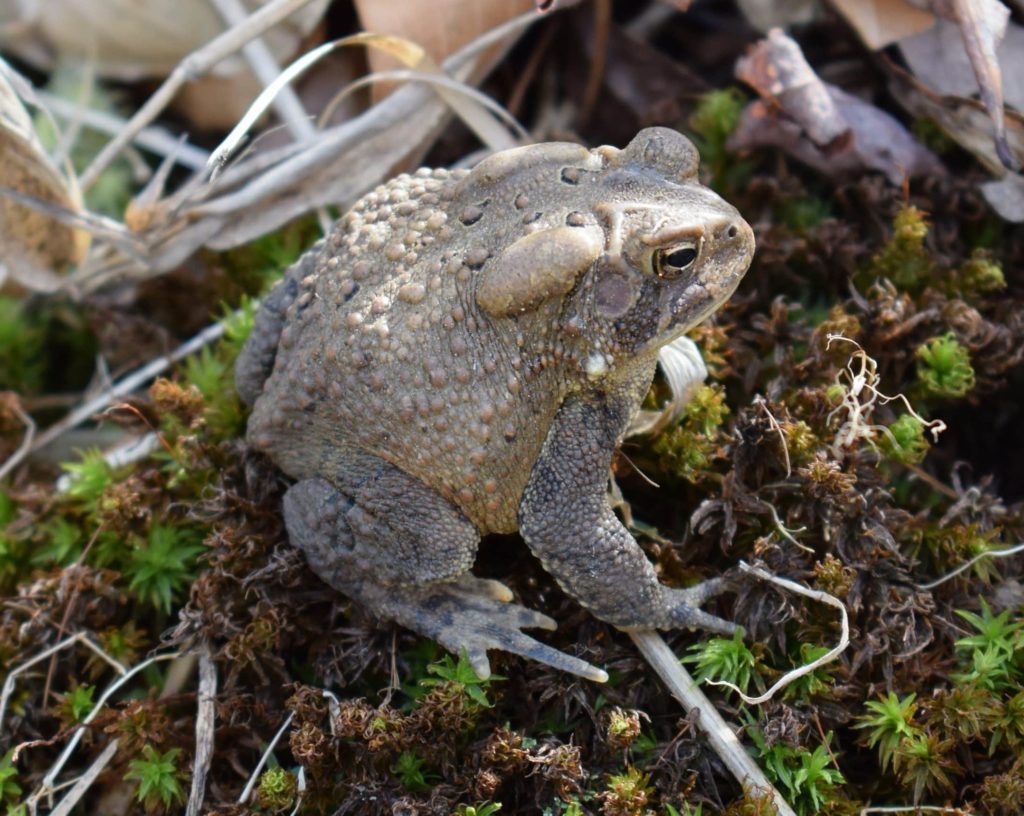 Common Toad, Bufo bufo, sitting on it's haunches, showing its lumpy body and poison gland.