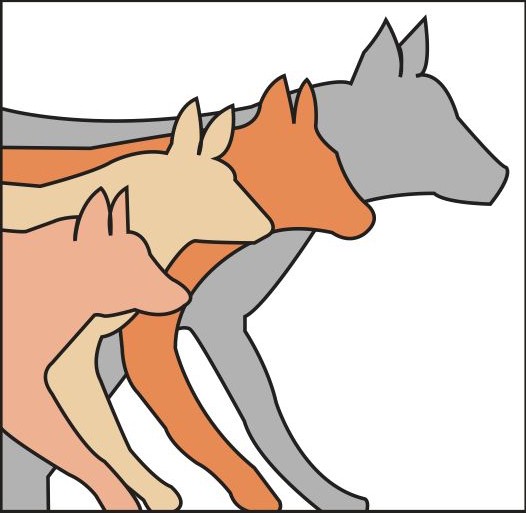Drawing of a Red Fox, Coyote, Red Wolf and Gray Wolf comparing them side by side.