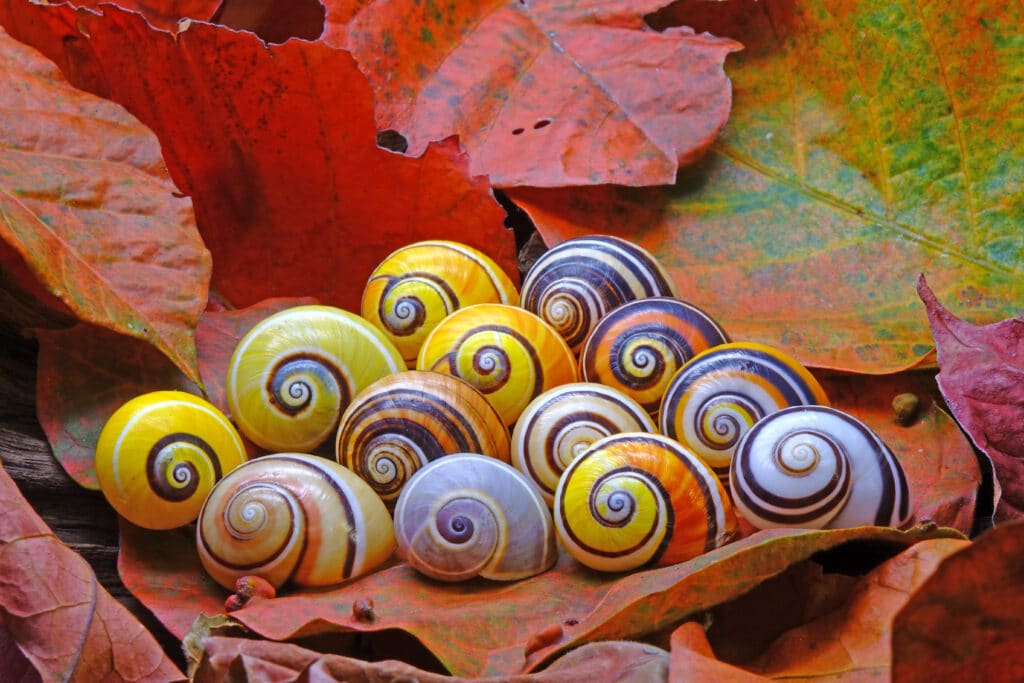 Thirteen different natural color variations of Cuban Painted Snails.