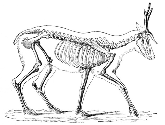 Illustration of a deer skeleton.