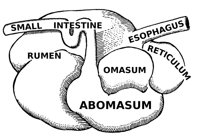 Illustration of the four-chambered stomach of ruminant.