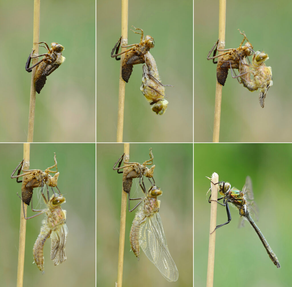 Series of images showing a Downy Emerald Dragonfly molting out of its final skin to reveal its adult form.