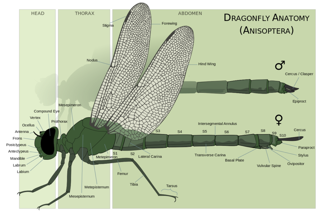 Illustration of male and female dragonfly anatomy with labels identifying parts of the body.