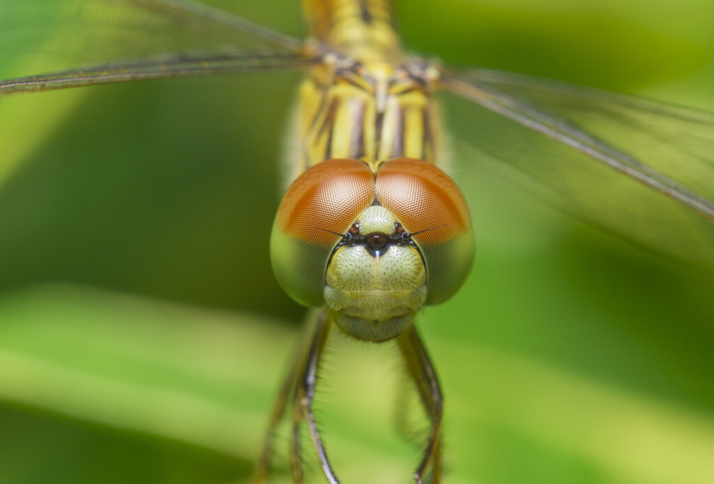 Close up of a dragonfly facing forward, showing the closeset position of its eyes.

